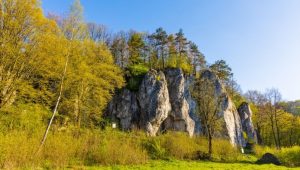 Skały wapienne w lesie w słoneczny dzień, otoczone drzewami w świeżej zieleni wiosennej.